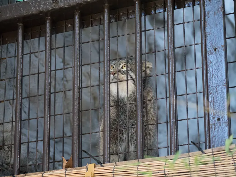 野毛山動物園のフィーガの写真