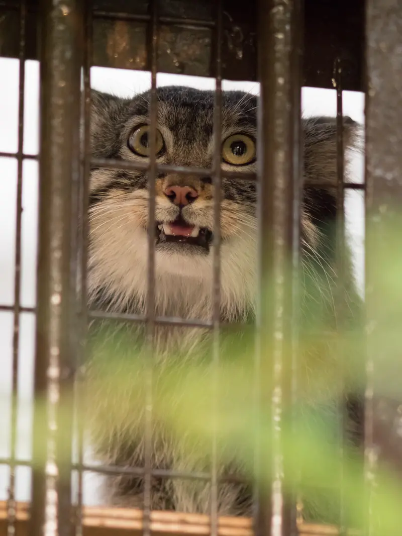 野毛山動物園のフィーガの写真