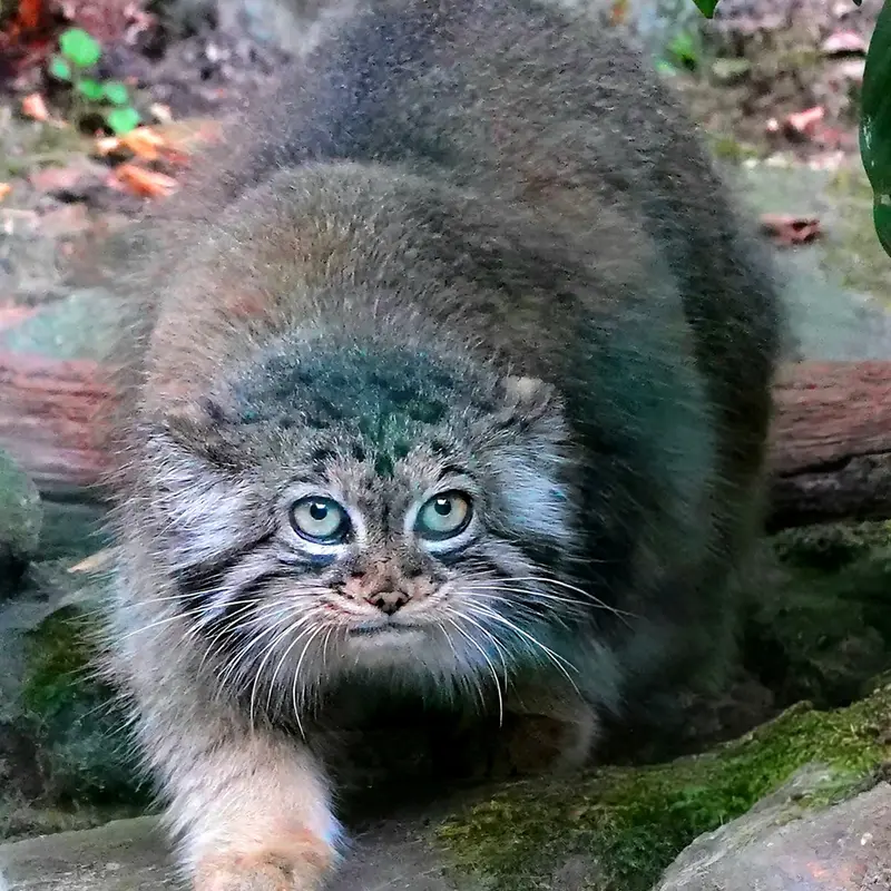 ロッテルダム動物園のポエスの写真