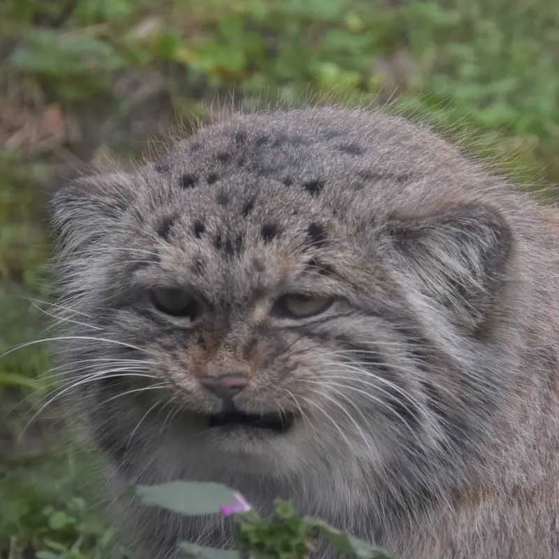 ブダペスト動物園＆植物園のボフスの写真