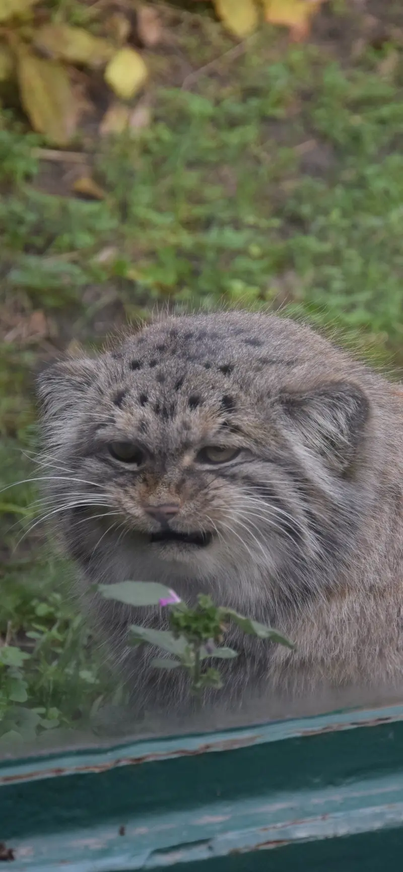 ブダペスト動物園＆植物園のボフスの写真