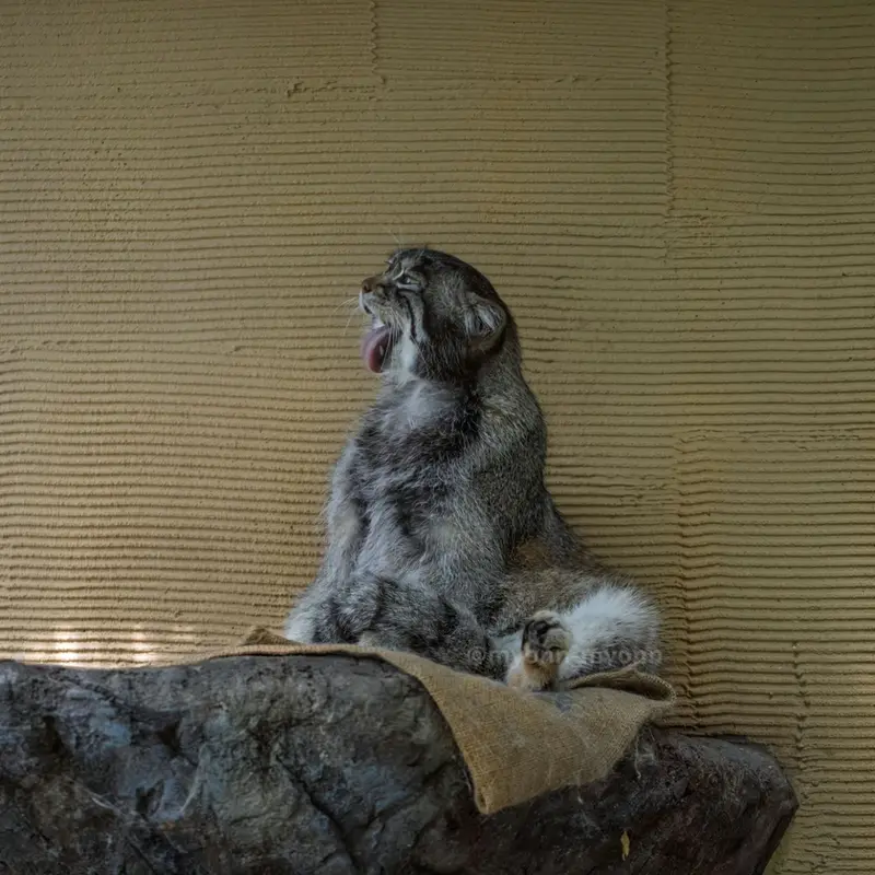 旭山動物園のグルーシャの写真