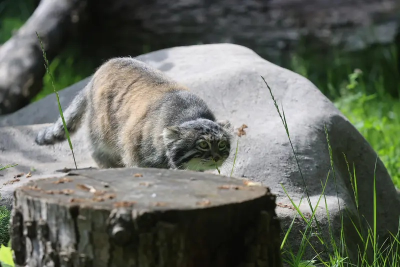 モスクワ動物園のティモフェイの写真