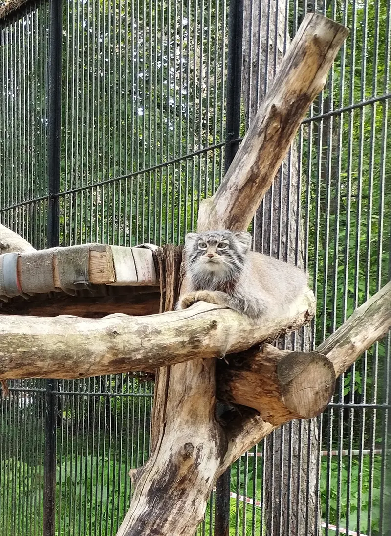 ノヴォシビルスク動物園のマヌルネコの写真