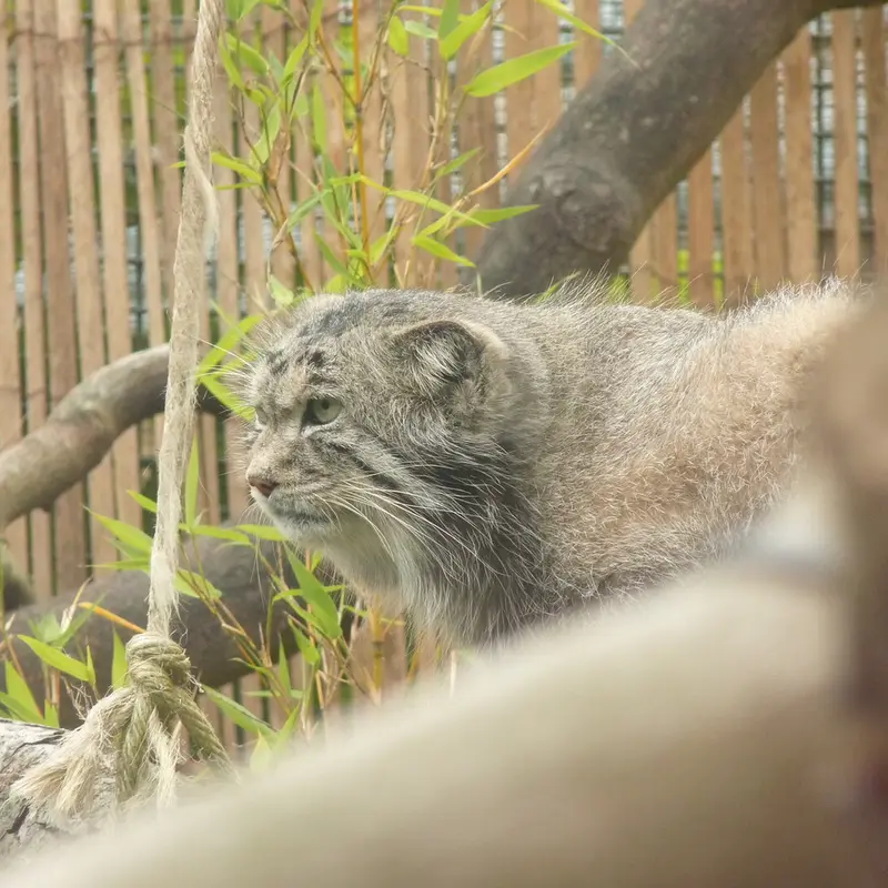 エディンバラ動物園のアキコの写真