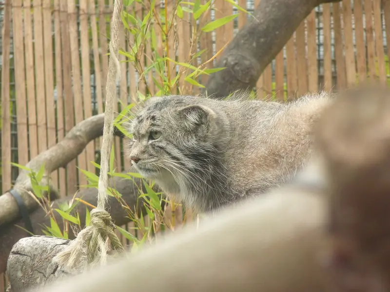 エディンバラ動物園のアキコの写真