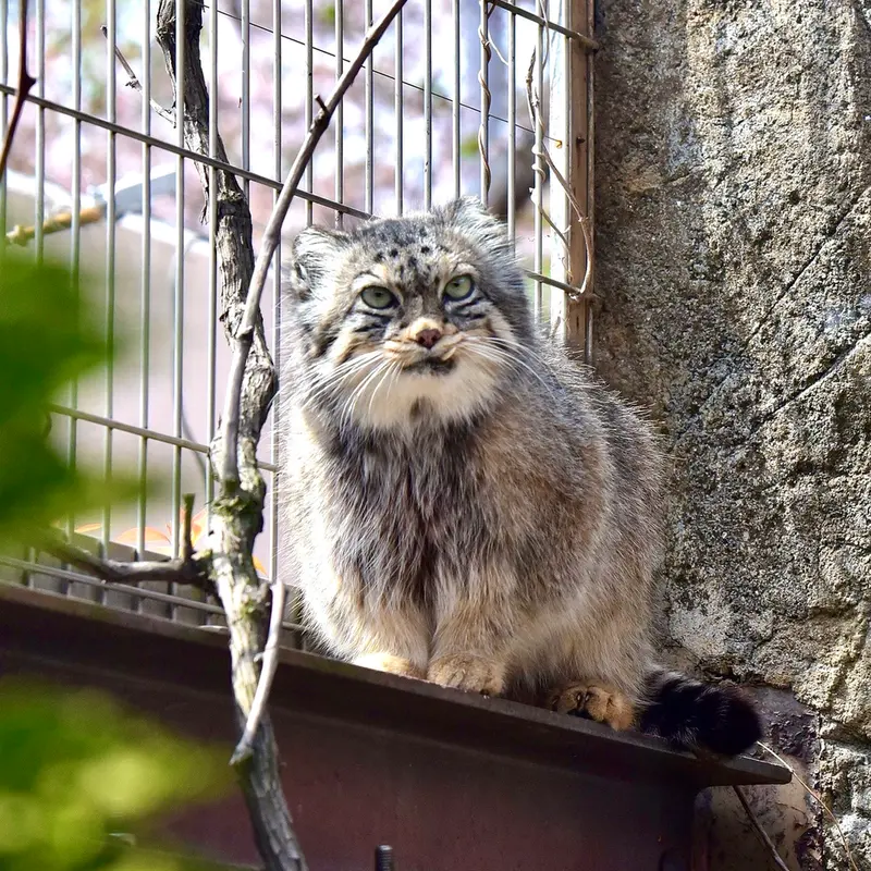 神戸市立王子動物園のペッキーの写真