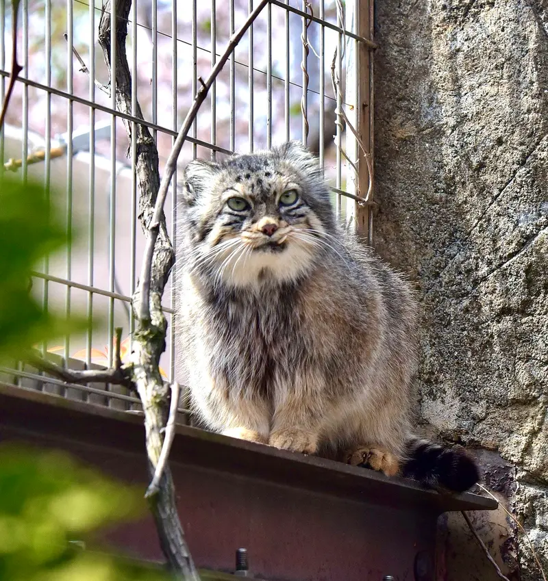 神戸市立王子動物園のペッキーの写真
