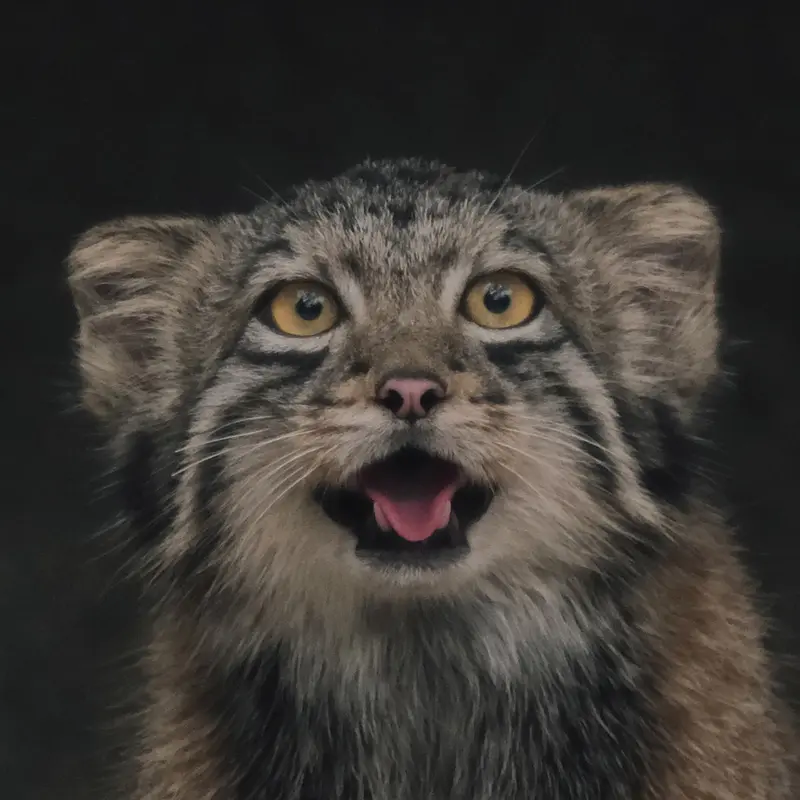 Saitama Children's Zooのマヌルネコのオト