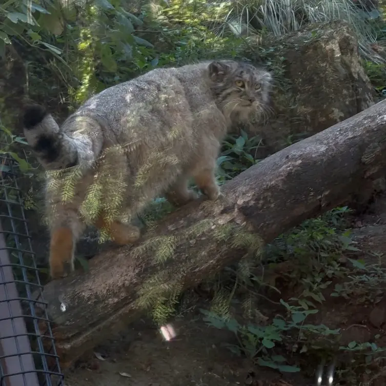 ジャルダン・デ・プラント動物園のマヌルネコの写真