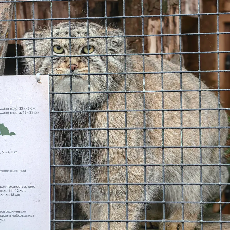 レニングラード動物園のシューの写真