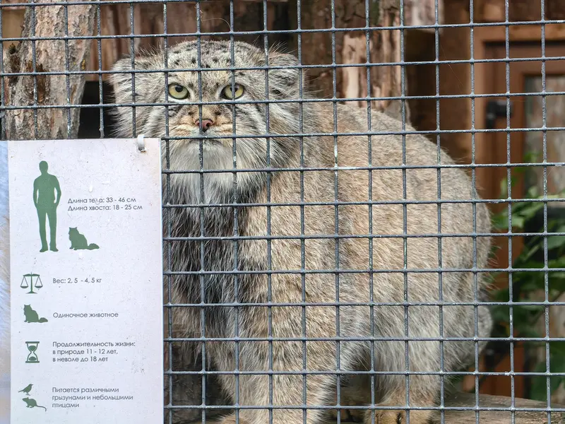 レニングラード動物園のシューの写真