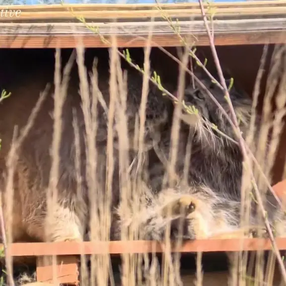 プラハ動物園のマヌルネコの写真