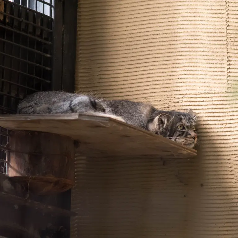 旭山動物園のヒデの写真