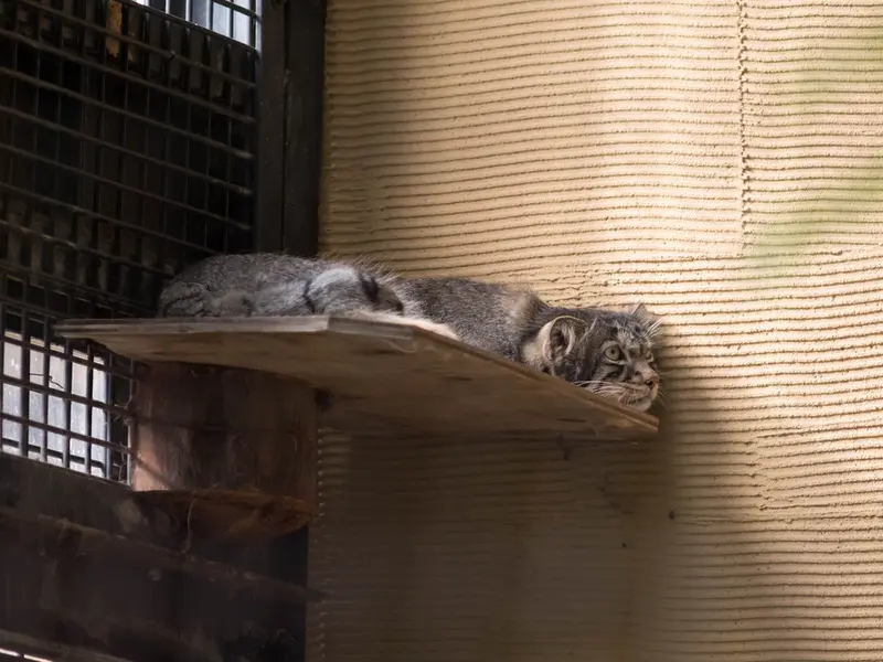 旭山動物園のヒデの写真
