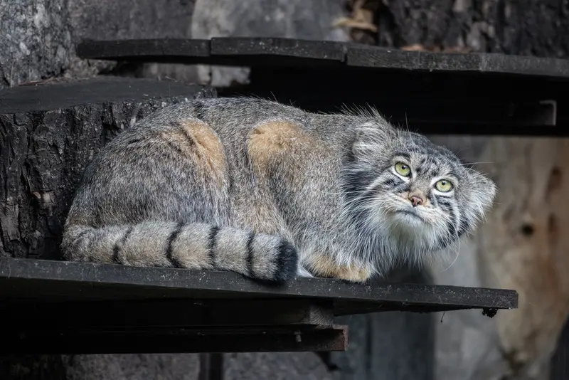 モスクワ動物園のティモフェイの写真