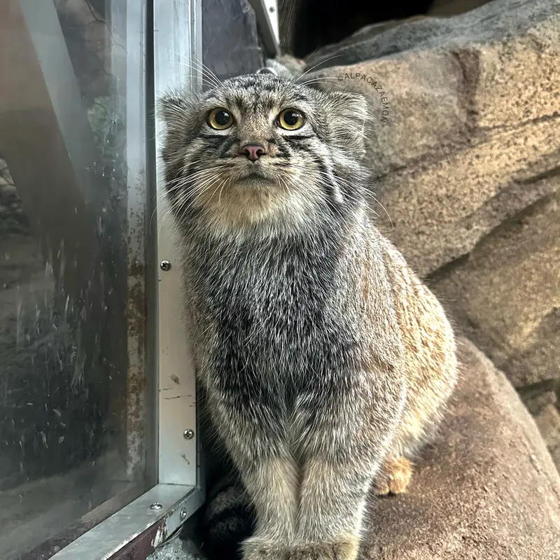 神戸どうぶつ王国のテルの写真