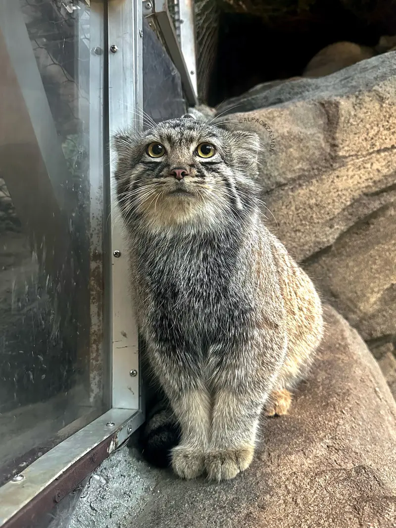 神戸どうぶつ王国のテルの写真