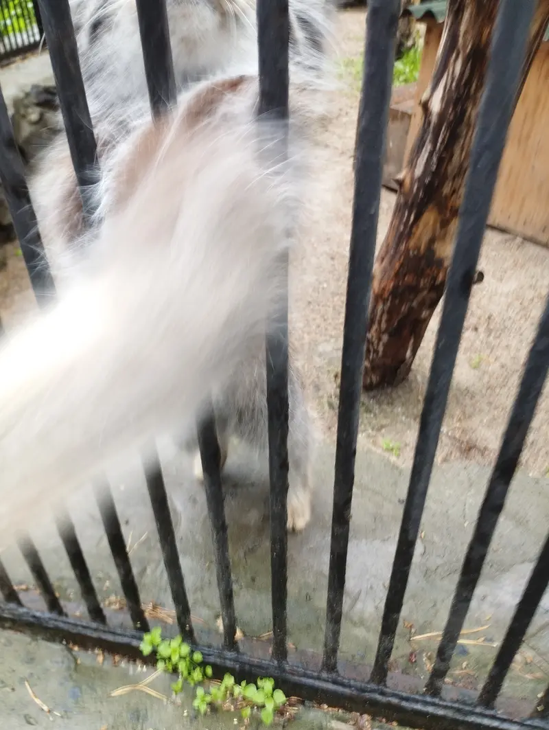 ノヴォシビルスク動物園のマヌルネコの写真