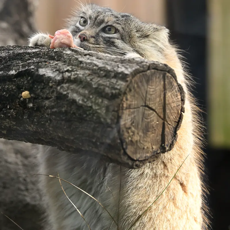 埼玉県こども動物自然公園のオリーヴァの写真