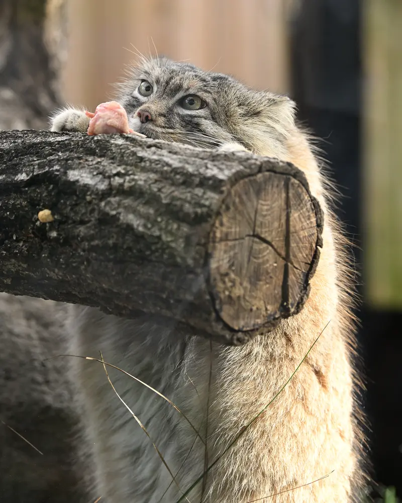 埼玉県こども動物自然公園のオリーヴァの写真