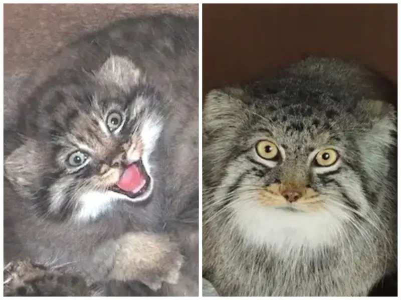 マヌルネコの写真