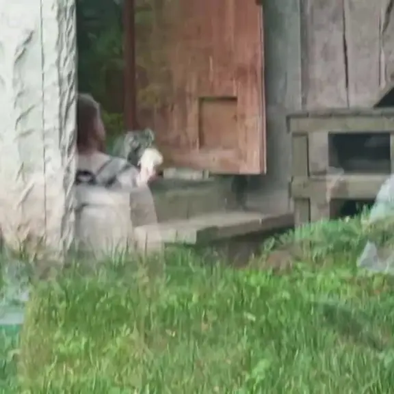 モスクワ動物園のマヌルネコの写真