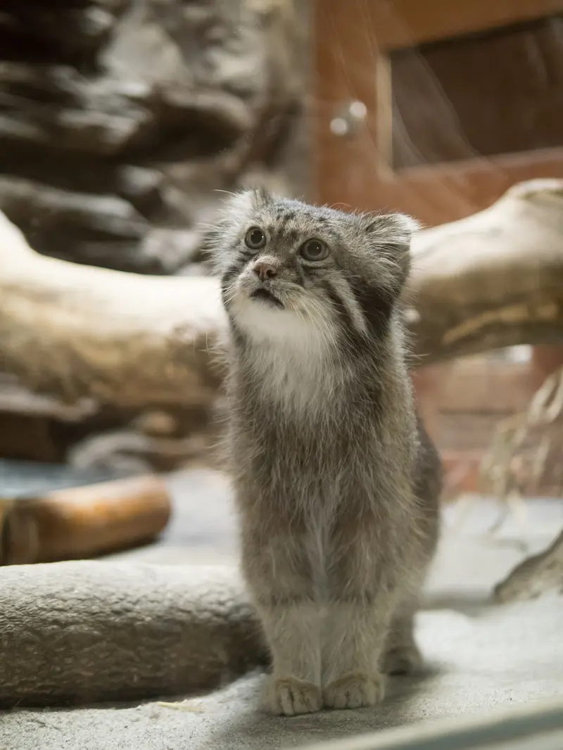 恩賜上野動物園のクリョンの写真