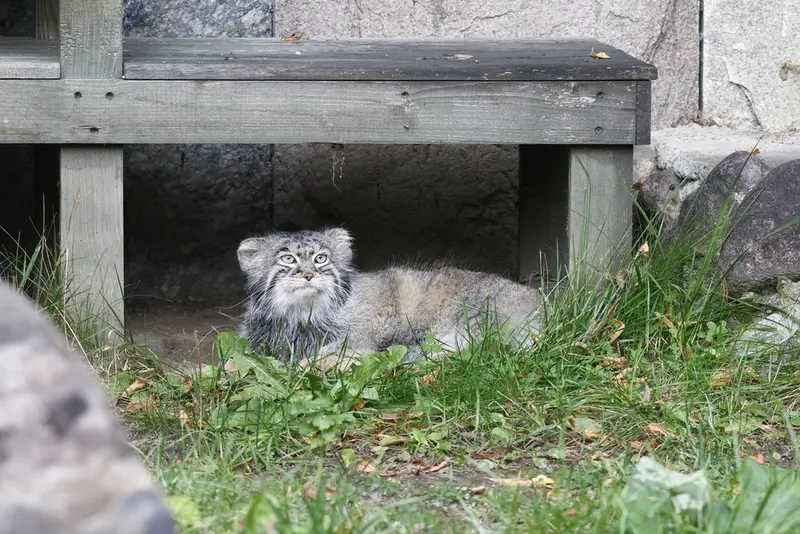 モスクワ動物園のティモフェイの写真