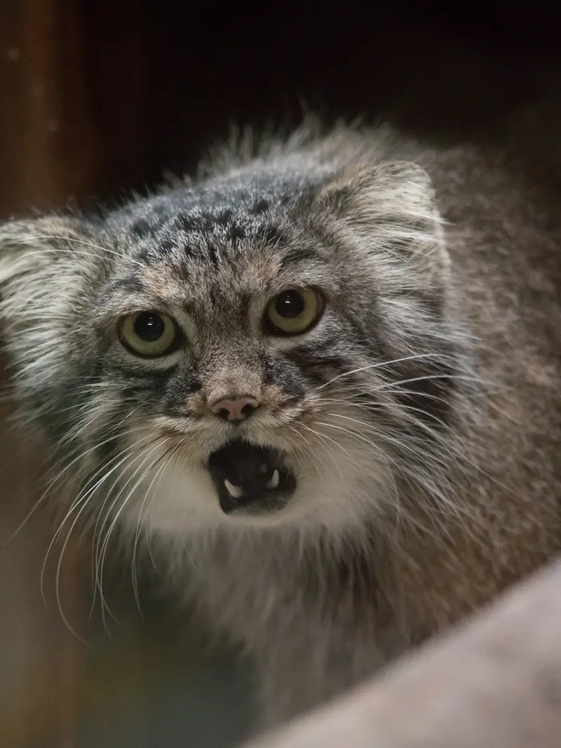 恩賜上野動物園のサフランの写真