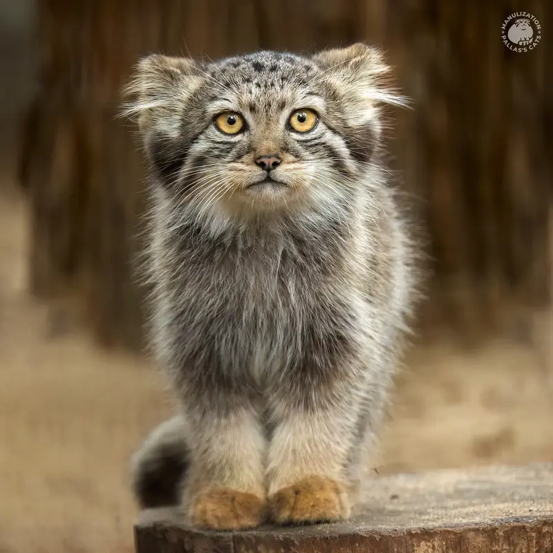 ノヴォシビルスク動物園のイヴの息子 2023 Ⅴの写真