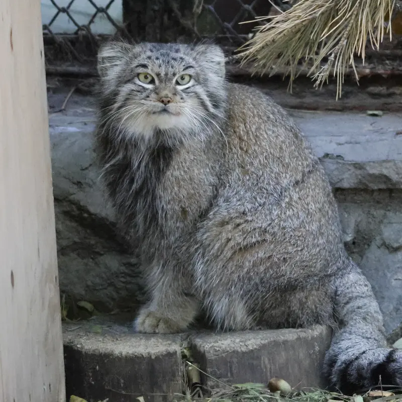 ノヴォシビルスク動物園のスネジンカの写真