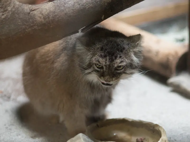 恩賜上野動物園のプリームラの写真