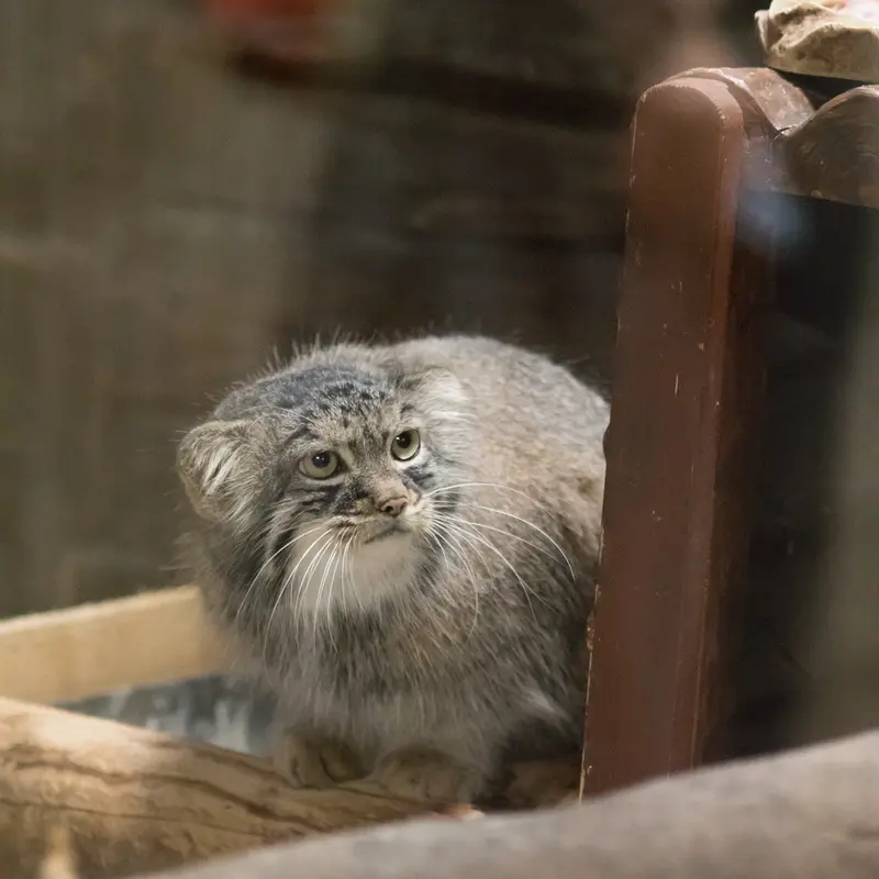 恩賜上野動物園のサフランの写真