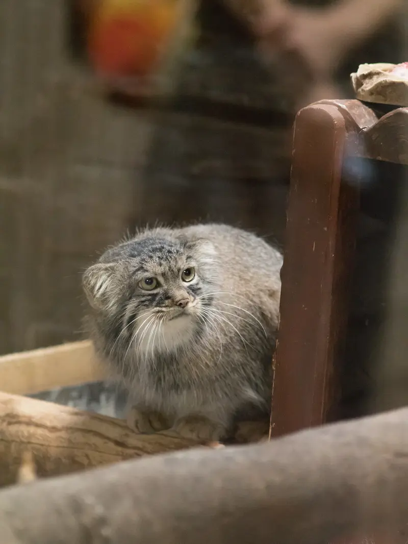 恩賜上野動物園のサフランの写真