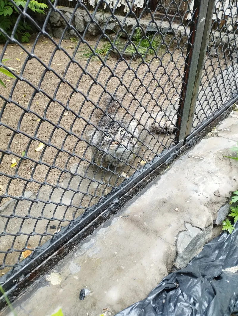 ノヴォシビルスク動物園のマヌルネコの写真