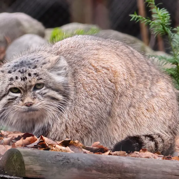 ポズナン新動物園のマニアの写真