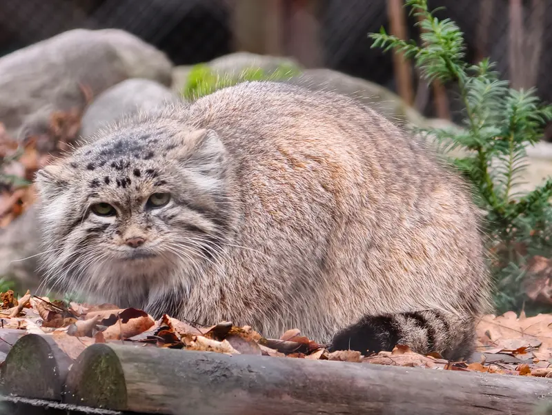 ポズナン新動物園のマニアの写真