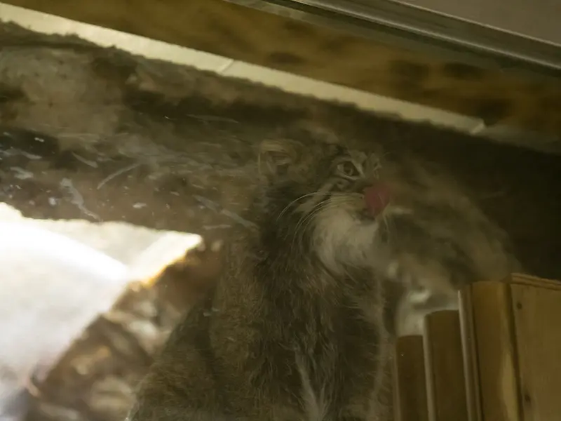 恩賜上野動物園のフィーガの写真