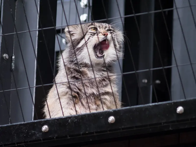 旭山動物園のグルーシャの写真