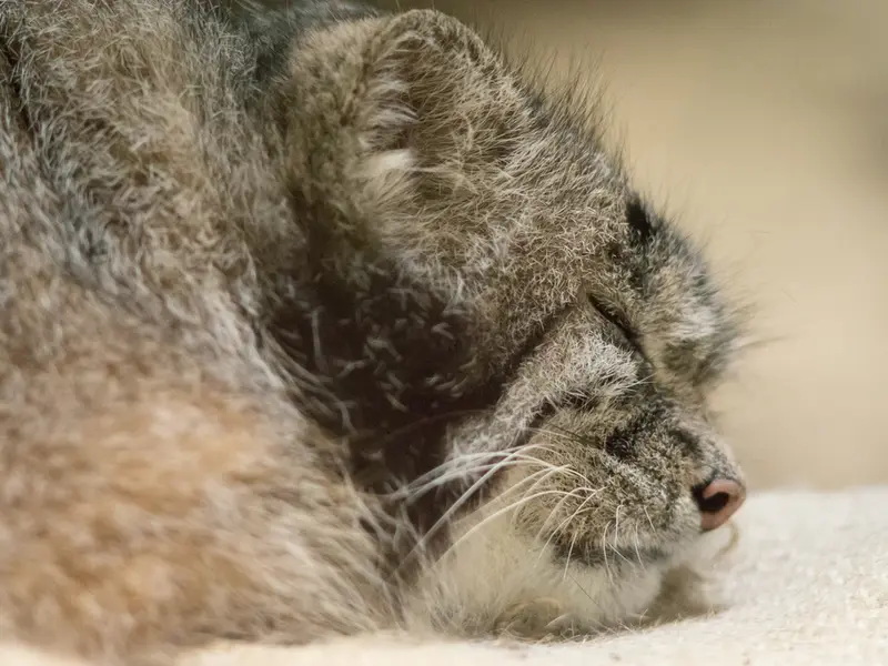 恩賜上野動物園のクリョンの写真
