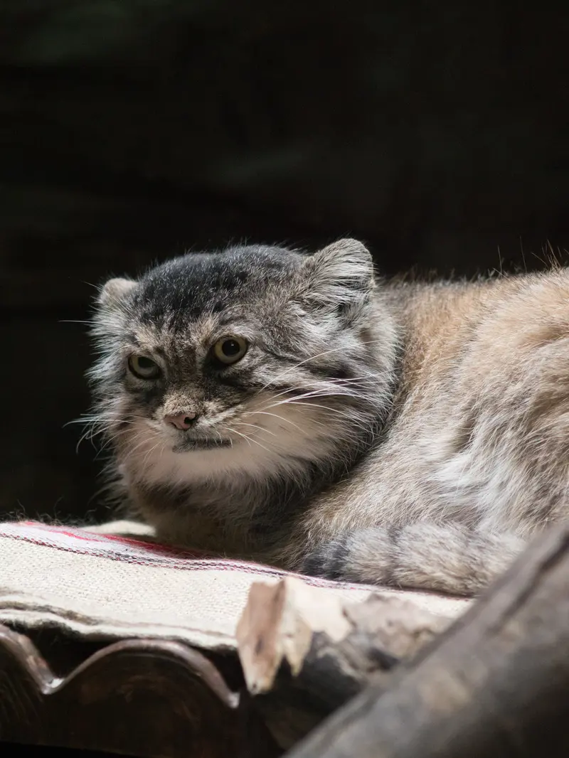恩賜上野動物園のプリームラの写真