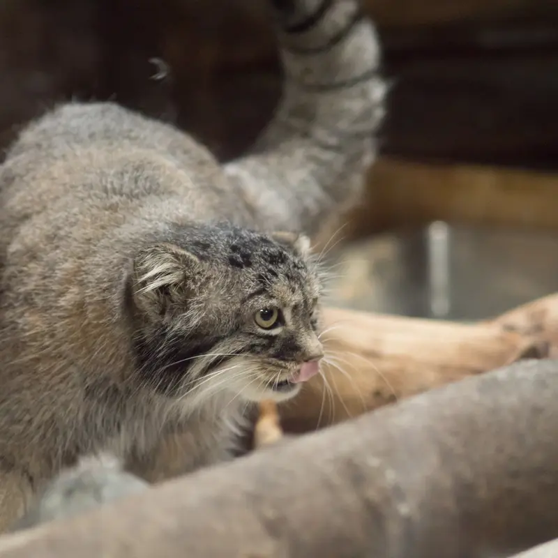 恩賜上野動物園のサフランの写真