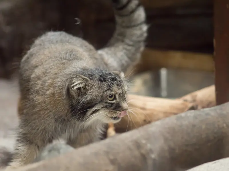 恩賜上野動物園のサフランの写真