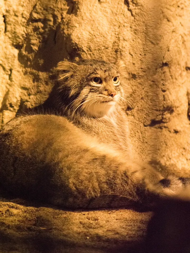 野毛山動物園のフィーガの写真