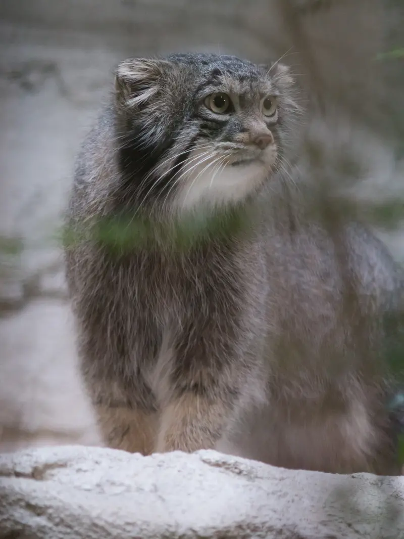 野毛山動物園のフィーガの写真