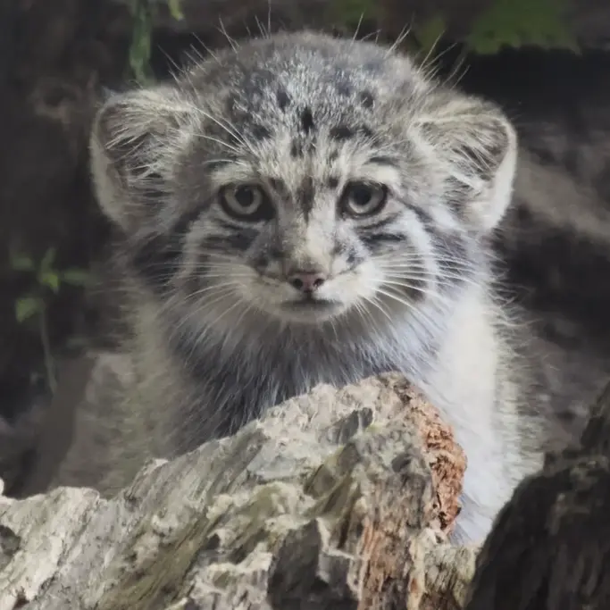 ブダペスト動物園＆植物園のボリス Ⅱの写真