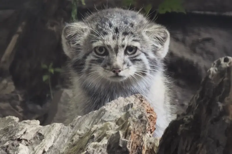 ブダペスト動物園・植物園のボリス Ⅱの写真