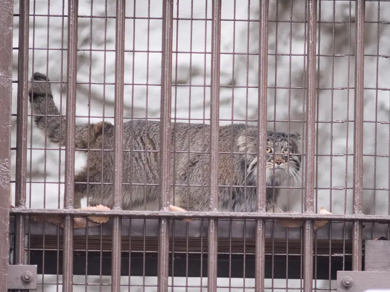 野毛山動物園のフィーガの写真