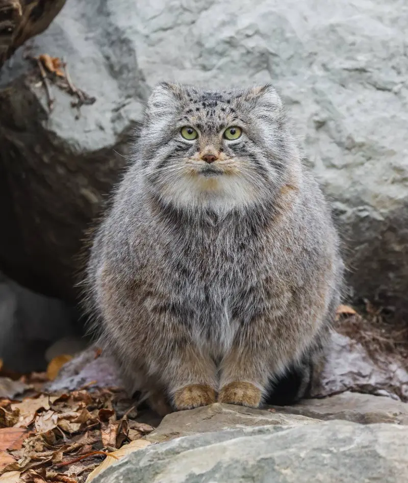 カルガリー動物園 / ワイルダー研究所のペマの写真